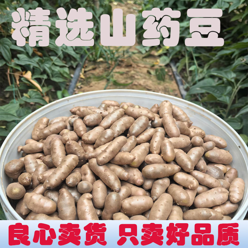 2025新鲜铁棍山药豆特大手检豆冰糖糖葫芦炒糖豆河北淮山药豆白嘴