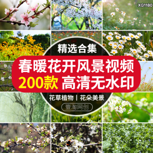 春暖花開放高清春天風景花朵綻放自然植物櫻花盛開鮮花短影片素材