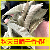 干香椿叶子老香椿树叶秋天日晒香椿树叶干野生香椿茶无盐泡茶煮水