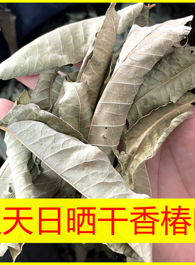 干香椿叶子老香椿树叶秋天日晒香椿树叶干野生香椿茶无盐泡茶煮水