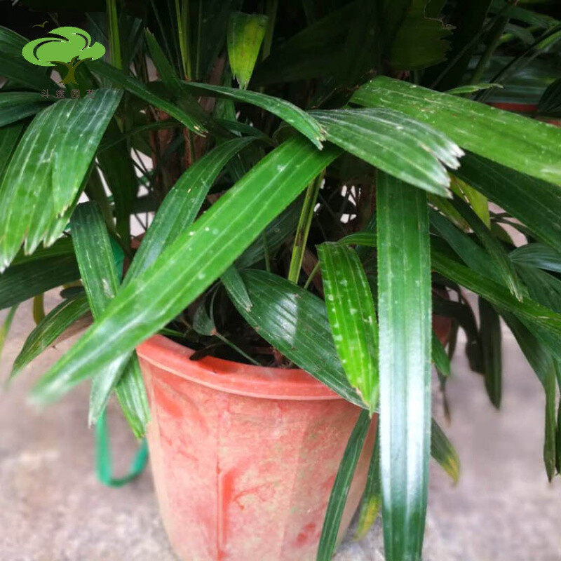 棕竹盆栽金山棕室内植大型绿植花卉盆栽观叶植物四季常青净化空