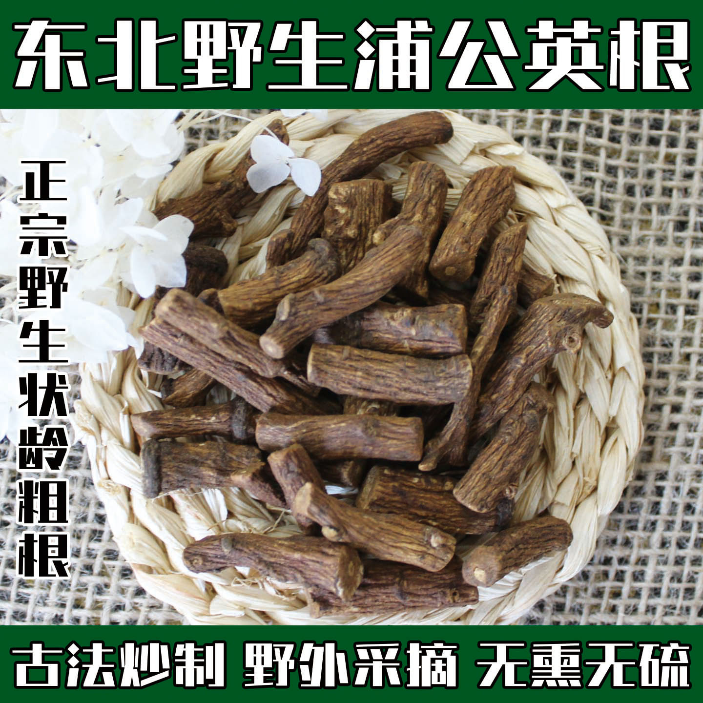 长白山纯野生蒲公英根正品特级干蒲公英根新鲜婆婆丁中药材茶炒熟