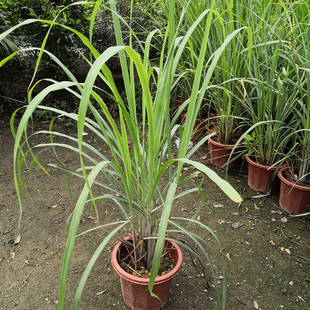 柠檬草盆栽  香茅柠檬草苗 香茅草苗 盆栽冬阴功香茅香料植物盆栽