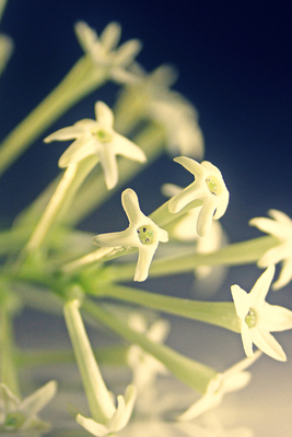 【杜桑】CANDLEWORKS香薰精油