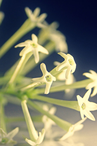 【杜桑】CANDLEWORKS香薰精油