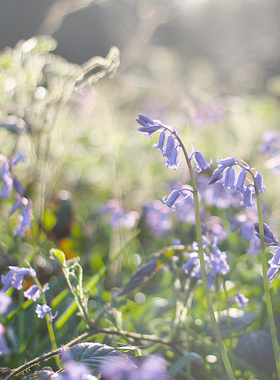 【野生蓝风铃】CANDLEWORKS香薰精油香薰蜡烛DIY材料香精香料1组