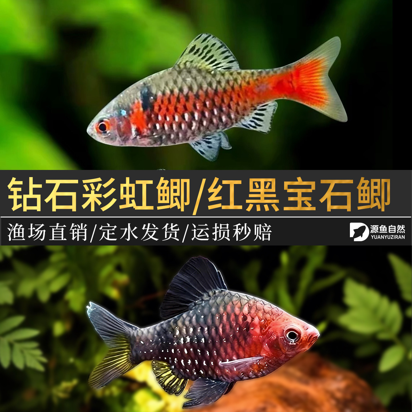 钻石彩虹鲫冷水好养热带鱼大帆钻鱼