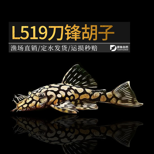 L519刀锋二型胡子鱼热带淡水观赏鱼异形鱼清道夫底栖鱼活体工具鱼