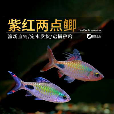 紫红两点鲫道金斯巴好养耐活