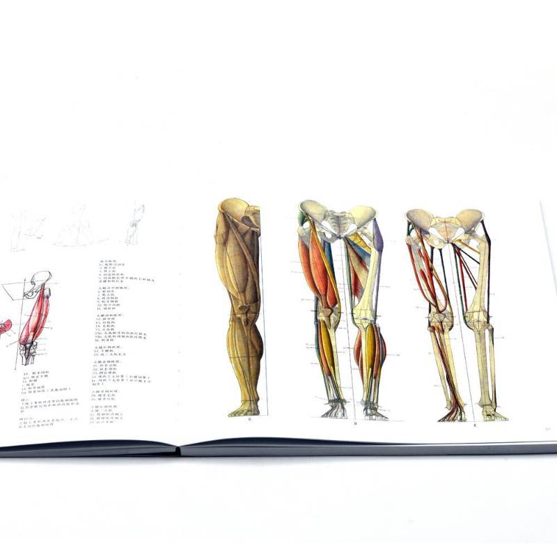 人体的构造(意大利八大美院艺用解剖教程)书阿尔伯特·罗里艺用人体解剖学教材人体画素描技普通大众社会科学书籍