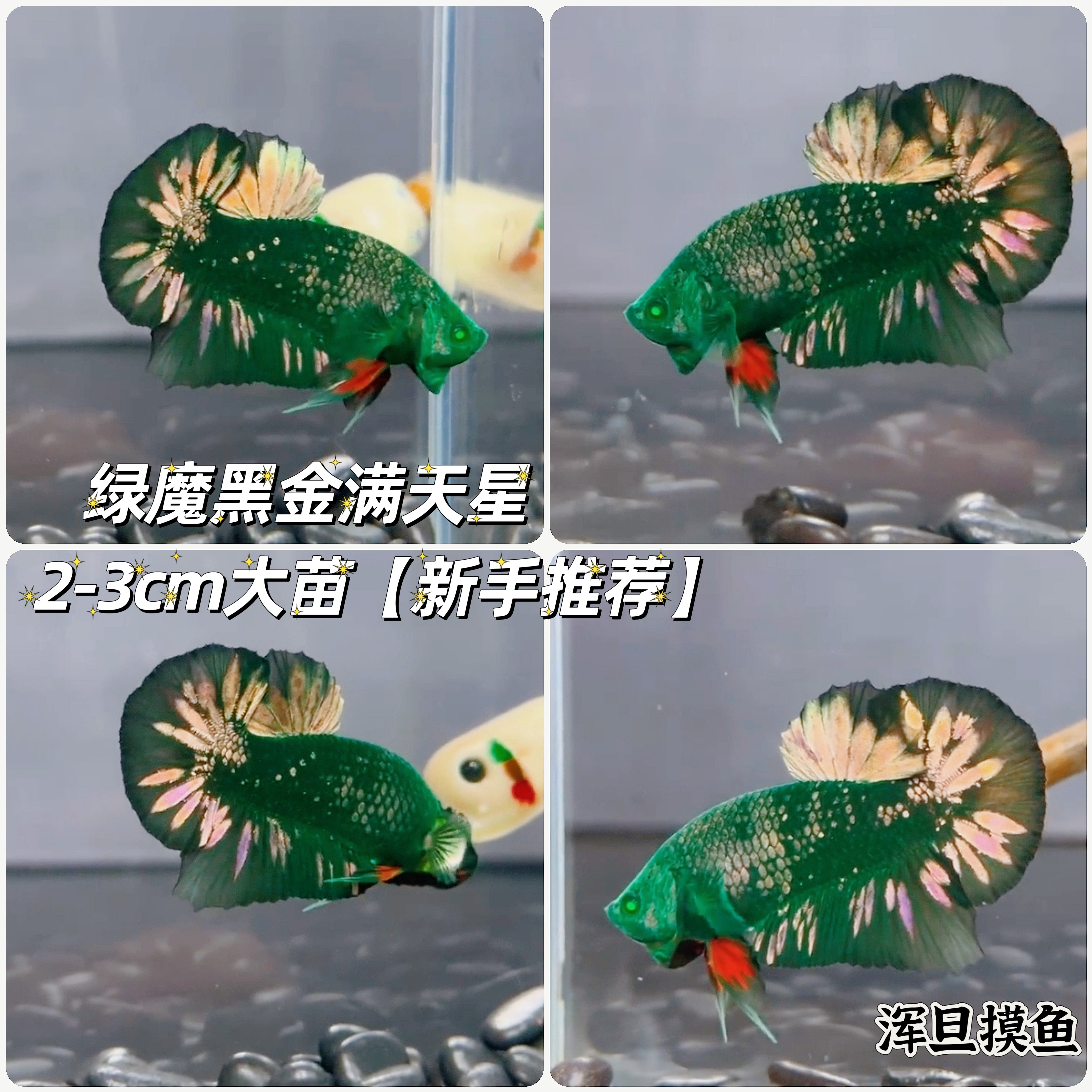 绿魔黑金满天星泰国斗鱼苗小型观赏鱼将军泰国斗鱼渔场可混养鱼苗
