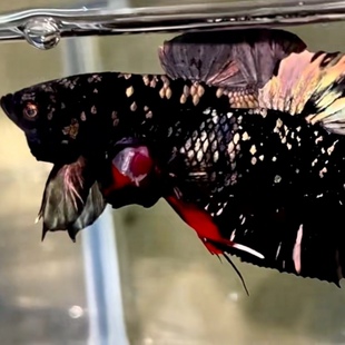 泰国斗鱼精品高端印尼血统黑金满天星宠物小型热带观赏鱼苗活体