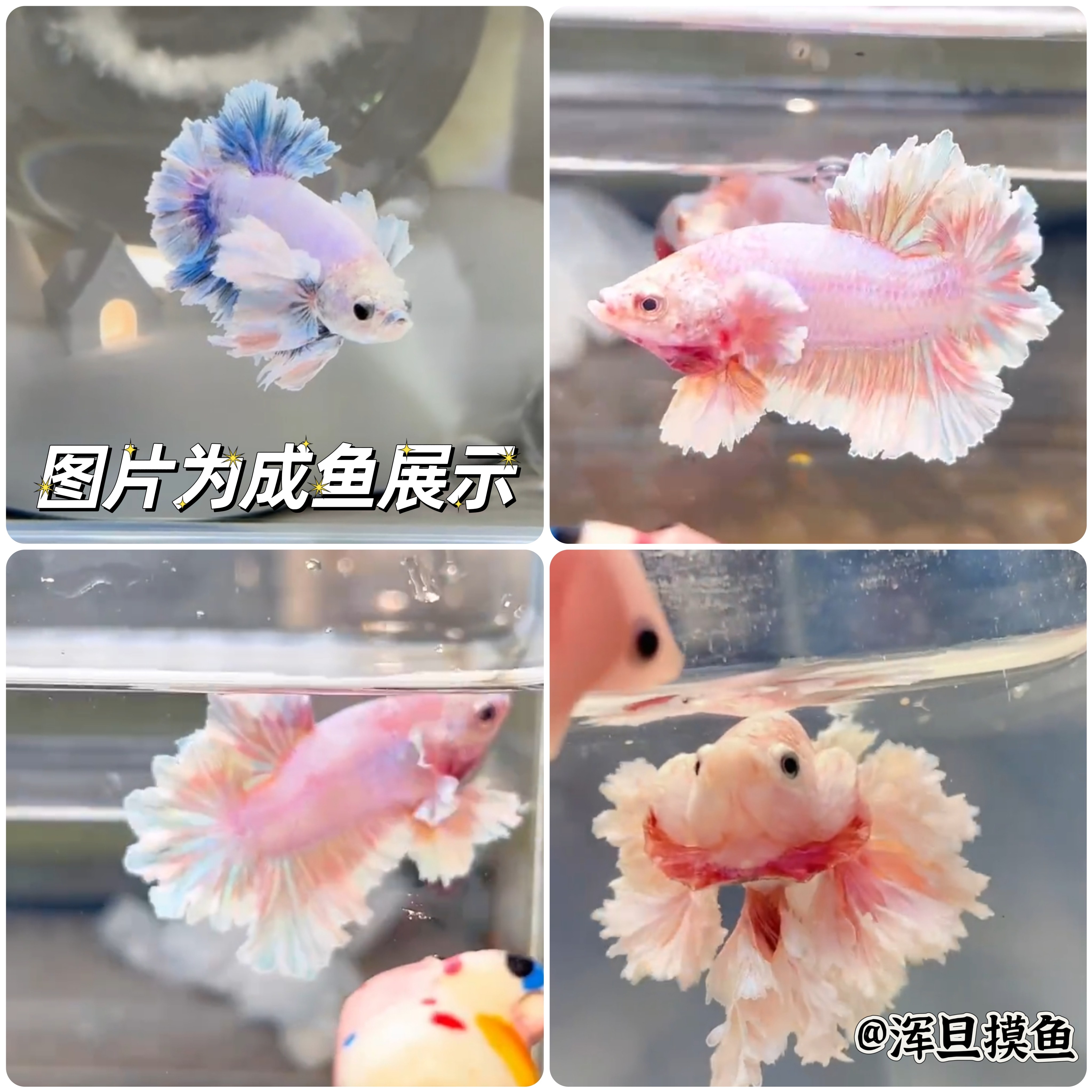 泰国精品红书热门款印尼血统绣球将军超美观赏鱼仙女好养网红婚纱