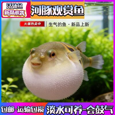 淡水河豚弓斑观赏鱼河豚鱼会生气斑马狗头巧克力耐活潜水艇娃娃鱼