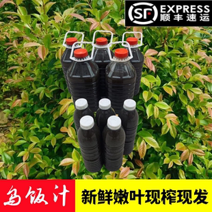 宜兴特产野生新鲜乌饭汁南烛叶汁乌饭草汁3斤4斤5斤包邮