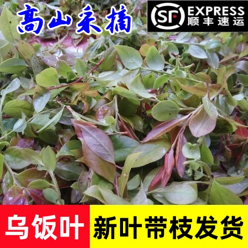 2026新鲜采摘宜兴野生乌饭叶南烛叶乌饭草头可做乌米粽
