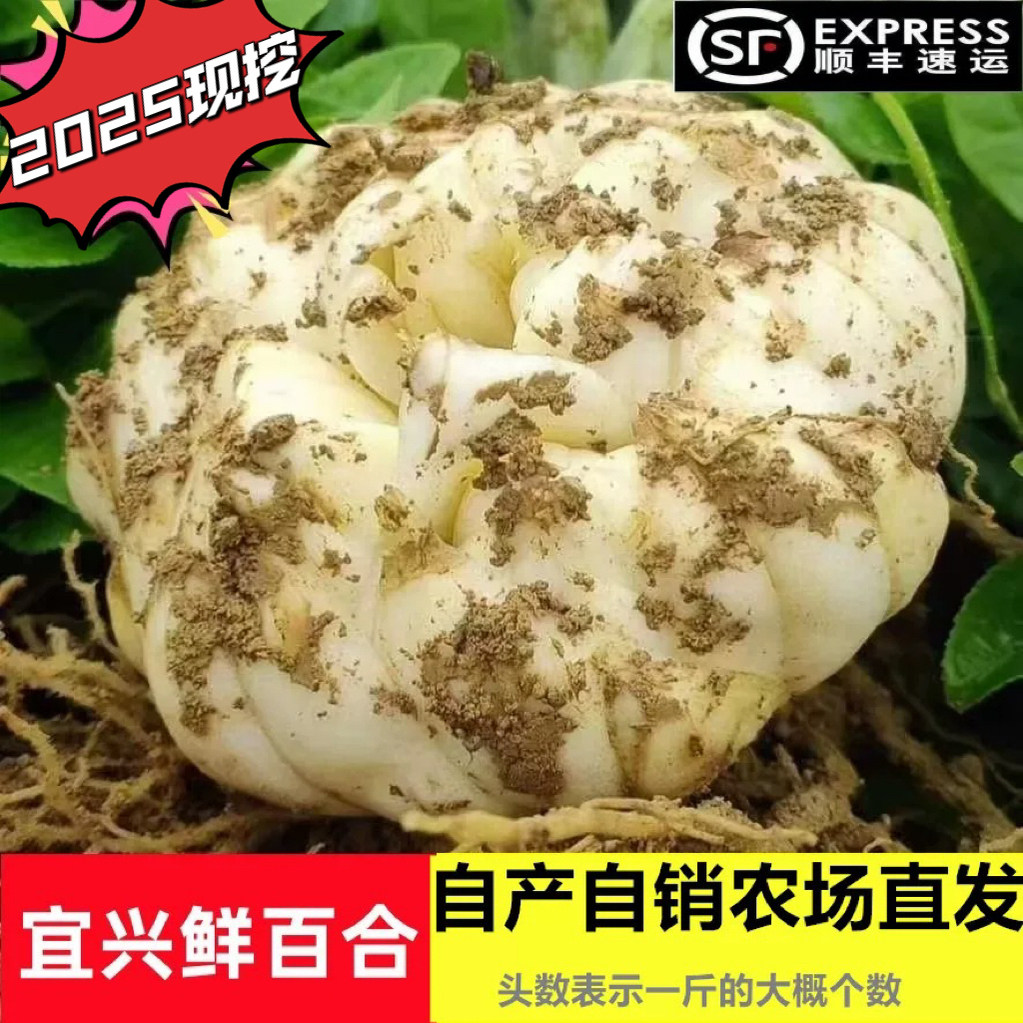 2025当季宜兴百合新鲜百合包邮新鲜食用土特产微苦