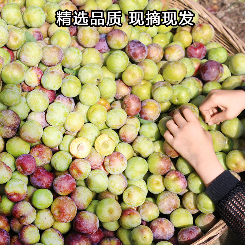 四川脆甜脱骨李子新鲜茵红三华李现摘当季水果半边红整箱5斤包邮