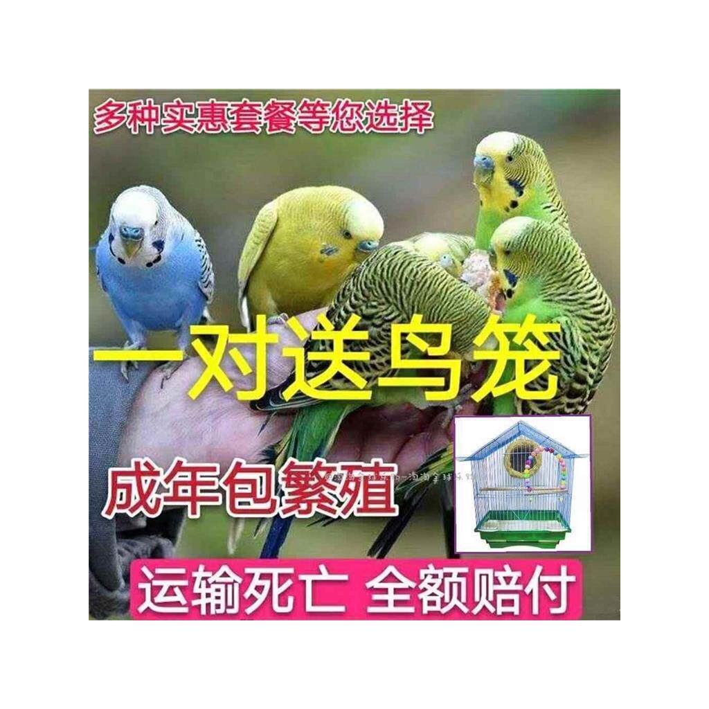 鹦鹉活鸟活物中小型鸟笼会说话鹦