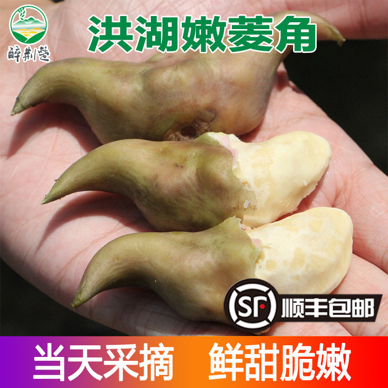 洪湖嫩菱角 带壳新鲜可生吃菱角 保鲜包装时令新鲜蔬菜农家