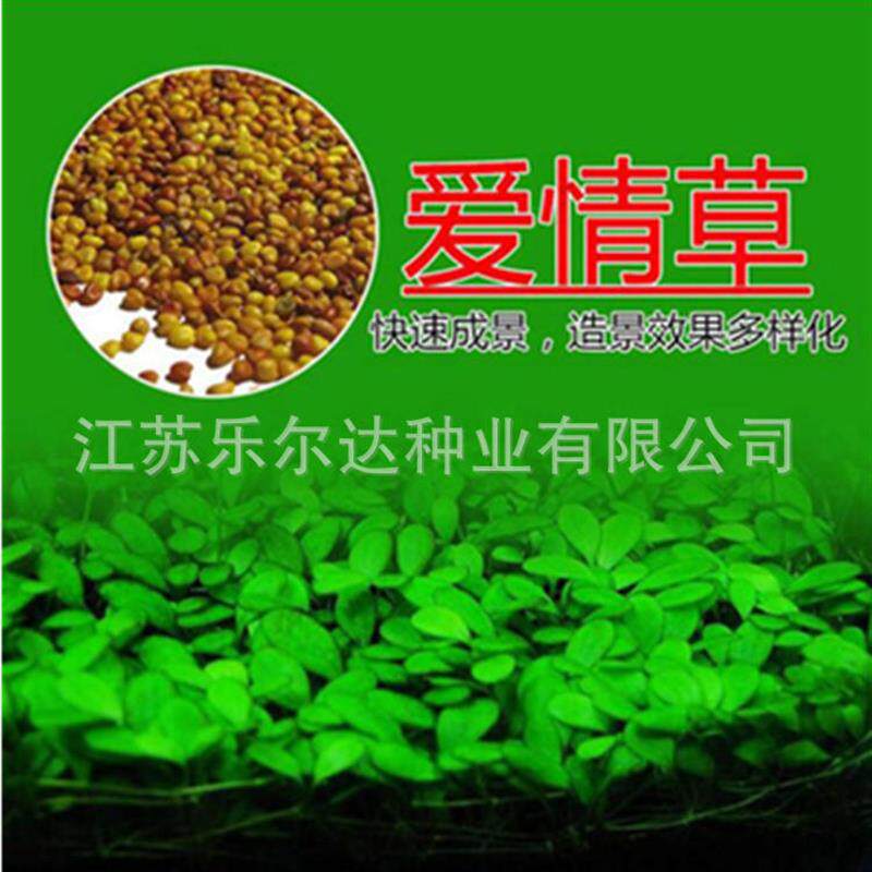 鱼缸水草种子造景迷你小对叶草种子懒人牛毛种子水族箱前景装爆款