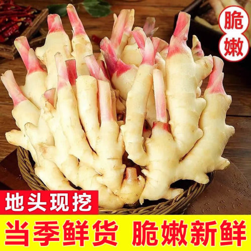 新鲜2026年红芽批发糖醋嫩姜