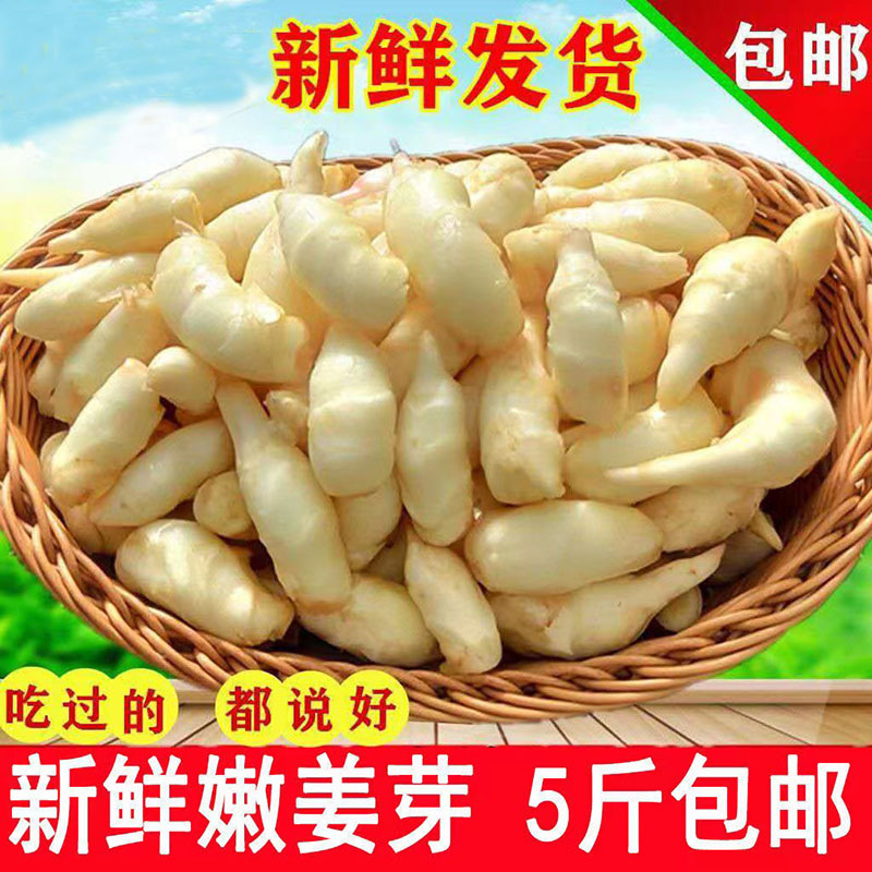 新鲜芽仔包邮腌制糖醋泡菜嫩姜