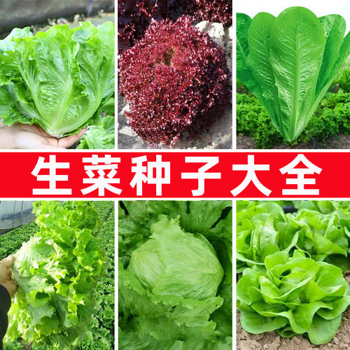 生菜种子籽大全玻璃紫叶奶油大速包心油麦孔雀菜四季种植种籽