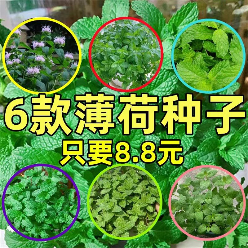 可食用薄荷种子驱蚊虫植物