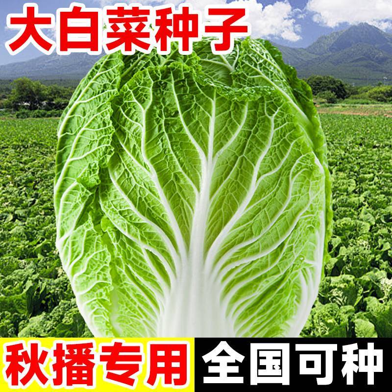 大白菜种孑黄心籽全秋播胶