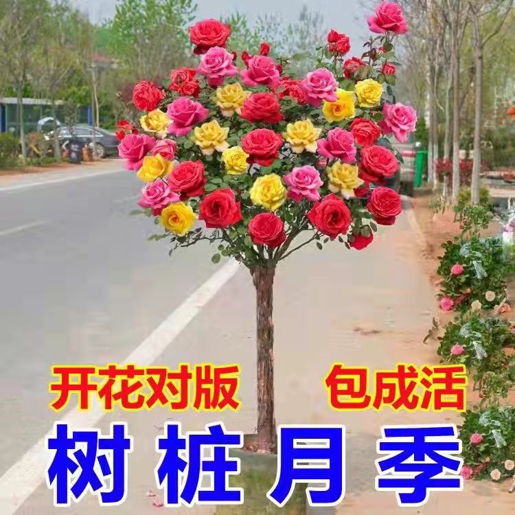 树桩月季花苗浓香多色独杆棒棒糖