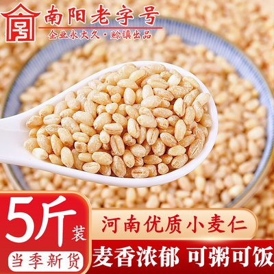 2025新鲜去皮小麦仁带胚芽麦子粒