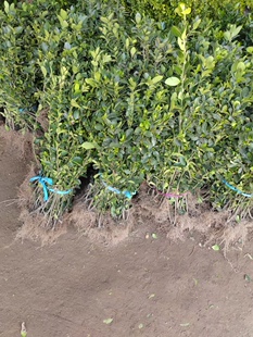 冬青卫矛树苗北海道金叶女贞小大叶黄杨耐寒绿篱苗木绿化卫矛球