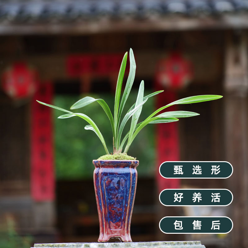 兰花盆景盆栽绿植建兰君临天下带盆栽好顺丰包邮