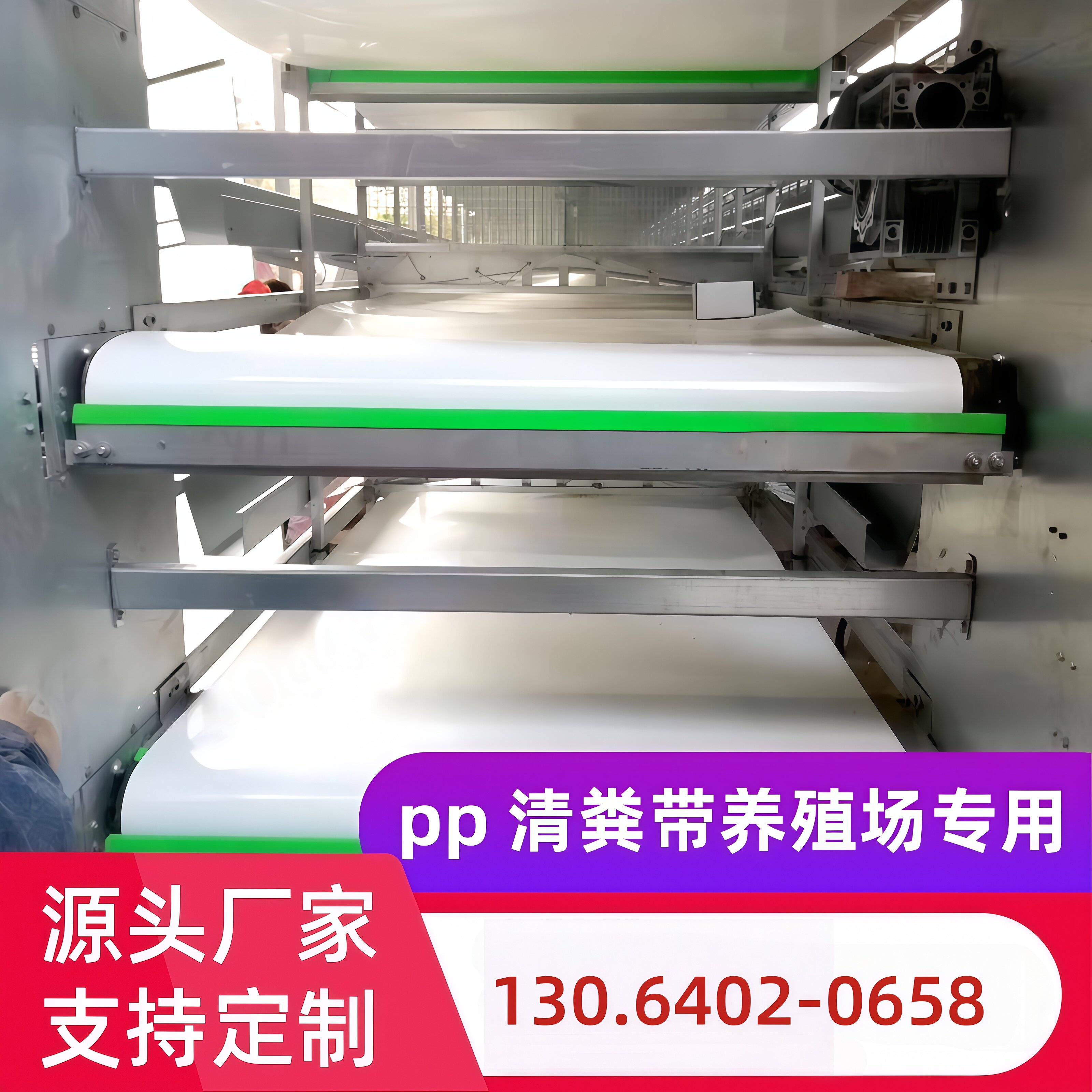 PP清粪带自动循环养殖用设备图片