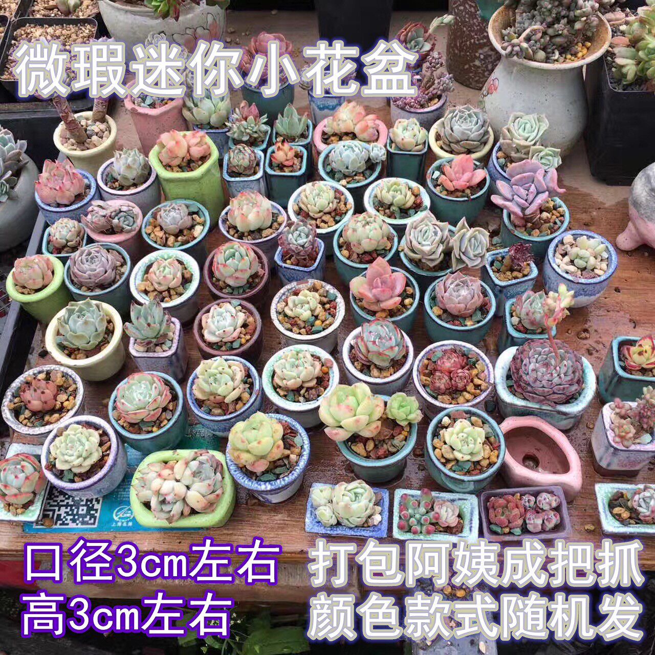 猫小姐爆款多肉花盆随机微瑕迷你袖珍多肉植物叶插肉肉拇指小花盆