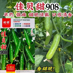 佳贝甜908黄瓜种子强雌早熟旱黄瓜种籽甜脆绿瓤水果黄瓜种子清香