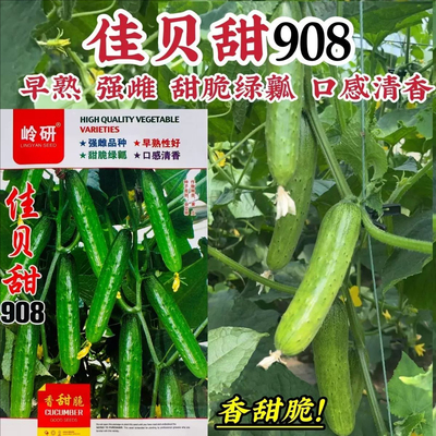 佳贝甜908黄瓜种子强雌早熟旱黄瓜种籽甜脆绿瓤水果黄瓜种子清香
