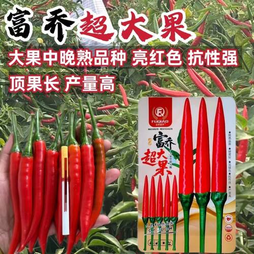 正品云农富乔超大果4号大果型朝天椒种子辣椒正宗粗长适应性广