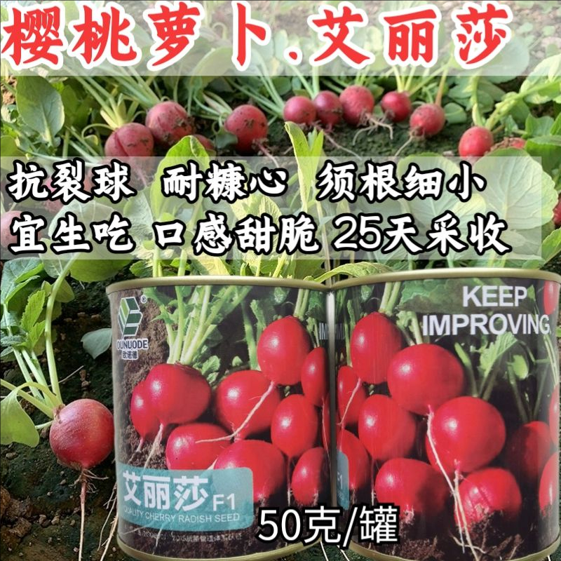 樱桃萝卜种子艾丽莎小型红水果萝卜早熟阳台盆栽樱桃萝卜种子籽孑
