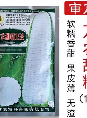 大田玉米种孑高产甜糯万农甜糯