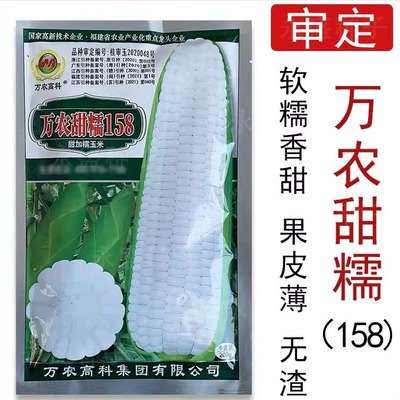 大田玉米种孑高产甜糯万农甜糯