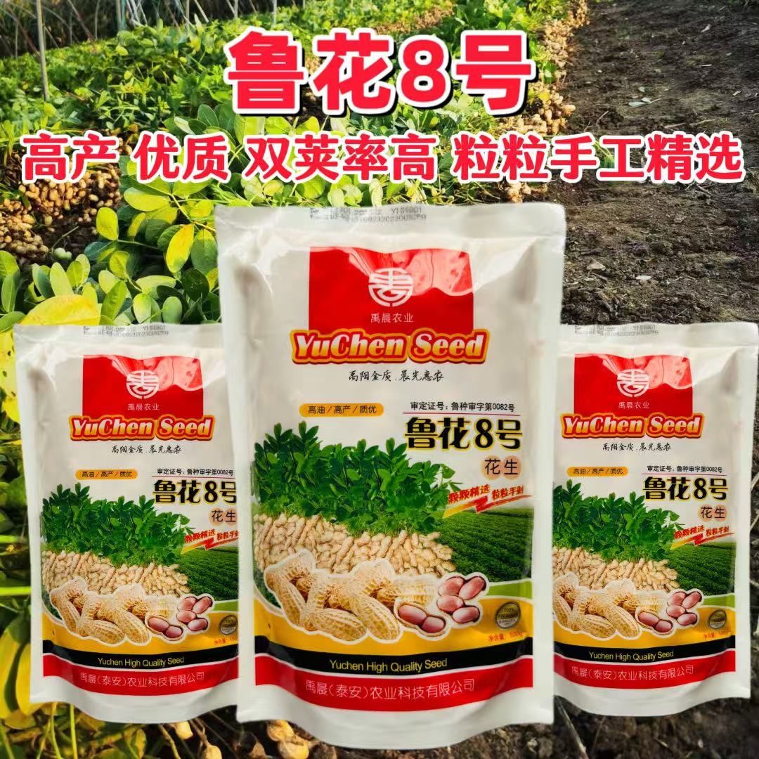 高产花生种子原种早熟山东鲁花丰花海花大小白沙带壳原种花生籽子图片