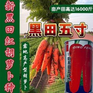 新黑田五寸参胡萝卜种子进口胡萝卜种子日本改良高产胡萝卜籽耐裂