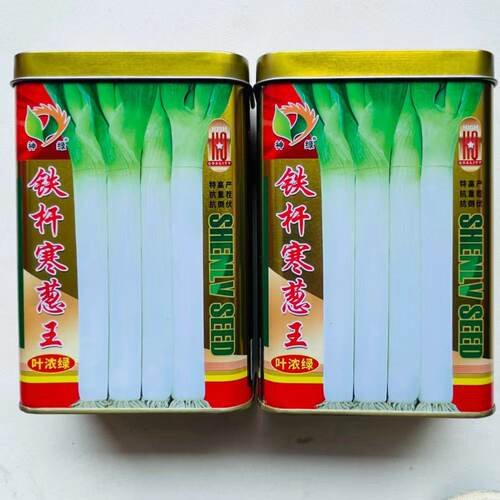 铁杆寒葱王大葱种子章丘中华巨葱王大香葱耐热抗寒春季秋冬四季播