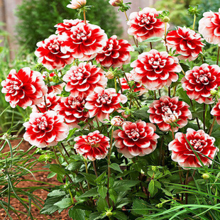 百日草小丽花太阳花种子四季种易活开花不断花卉观花植物室内花籽