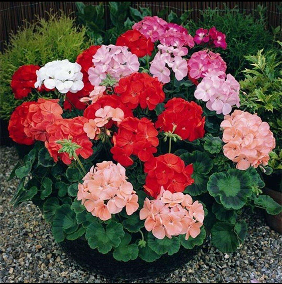 天竺葵花籽种子种孑洋绣球花苗重瓣四季垂吊钓盆栽进口大花多年生