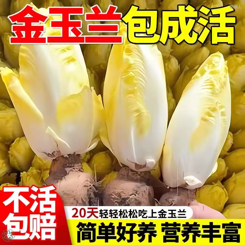 金紫玉兰菜根苗软化欧洲菊苣根黄芽球土培水培阳台耐寒耐旱好栽种,鲜花速递/花卉仿真/绿植园艺,国兰/杂交兰/洋兰类,淘宝优惠券,粉丝福利购,淘宝优惠卷