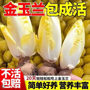 金紫玉兰菜根苗软化欧洲菊苣根黄芽球土培水培阳台耐寒耐旱好栽种