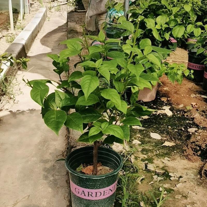苏瓦娜 三角梅花卉盆栽爬藤大花阳台植物花苗 高飘 带花